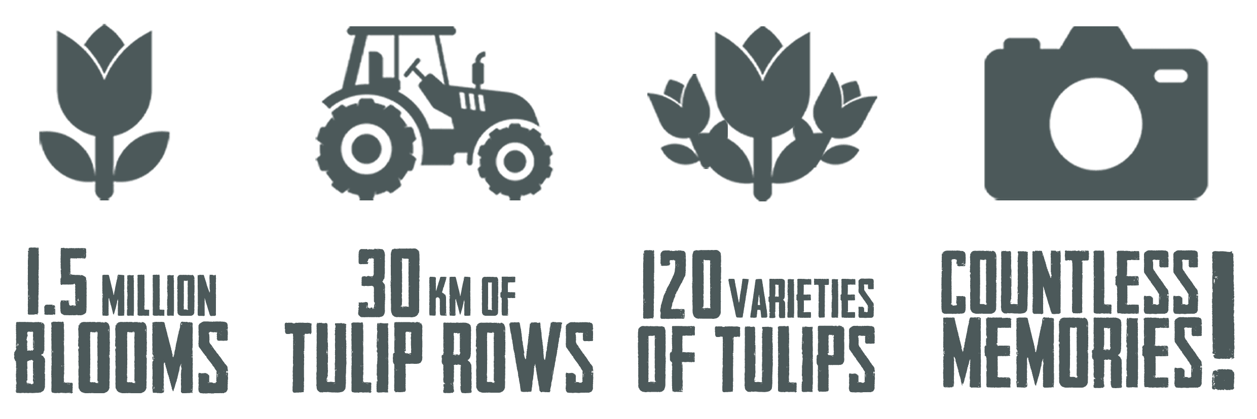 Stats about Tulip Fest