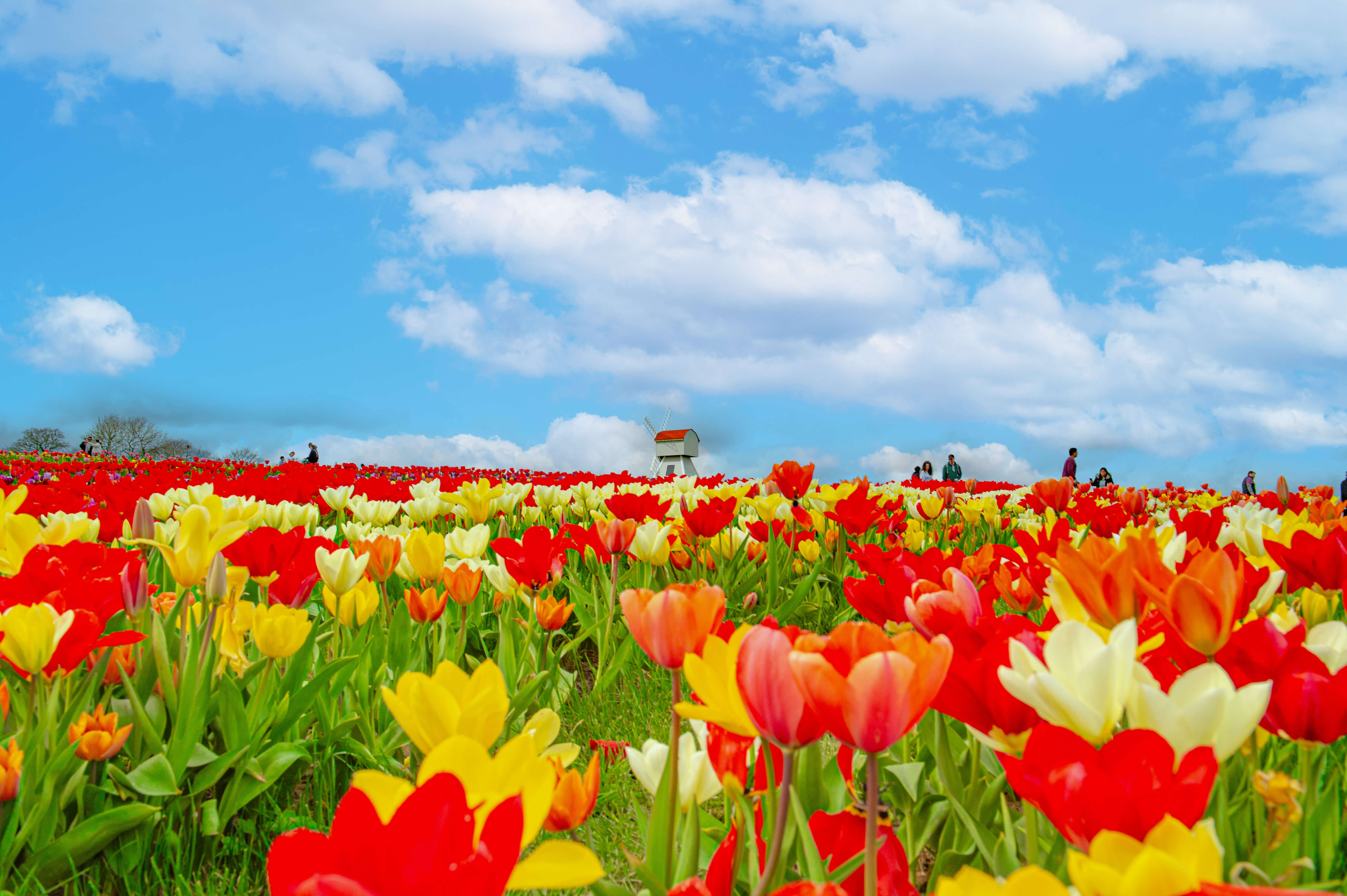 Tulleys Farm, from Tulleys Tulip Fest