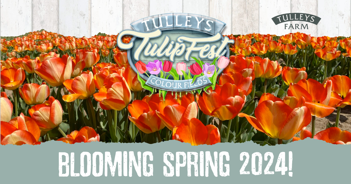 The Experience - Tulleys Tulip Fest